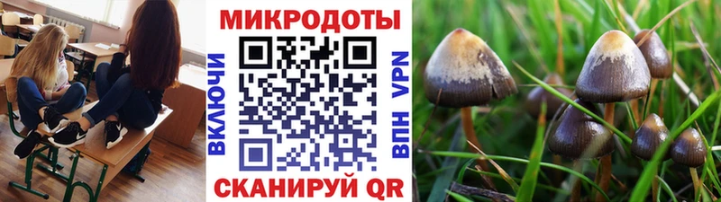 Купить где  Черноголовка  Галлюциногенные грибы Psilocybine cubensis
